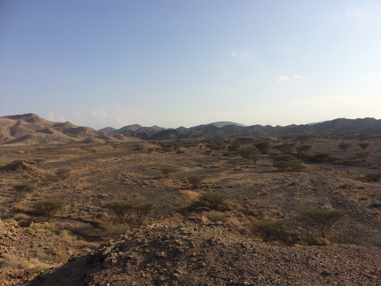 Oman Botanic Garden Harris Bugg